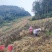 云南文山本地精品生姜/大黄姜/量大价优/产地直发/烂包赔