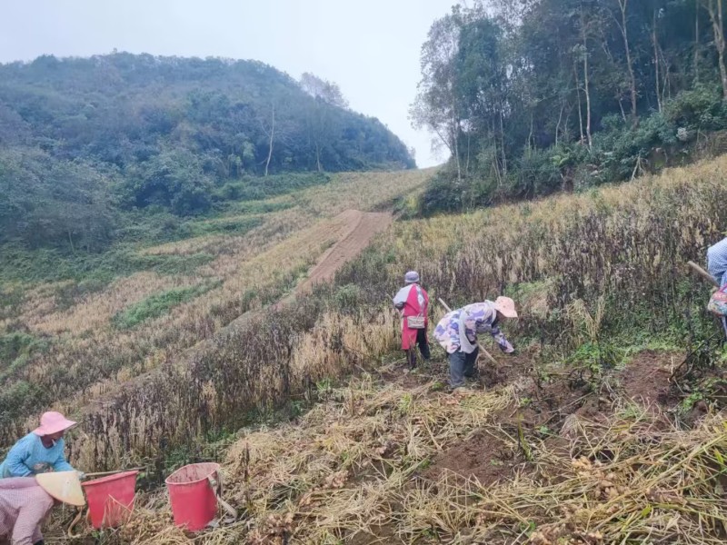 云南文山本地精品生姜/大黄姜/量大价优/产地直发/烂包赔
