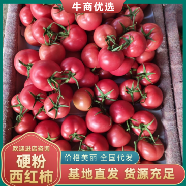 《1千人种草店》山东硬粉西红柿/费县西红柿/批发价
