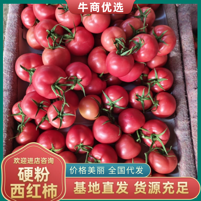 《1千人种草店》山东硬粉西红柿/费县西红柿/批发价