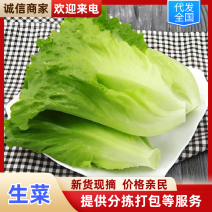 湖北枝江精品生菜，大量新鲜现货速发，产品保质保量欢迎选购