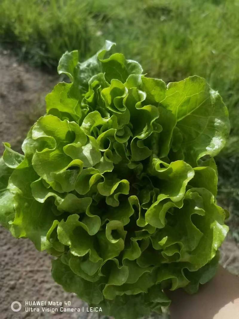 湖北枝江精品生菜，大量新鲜现货速发，产品保质保量欢迎选购