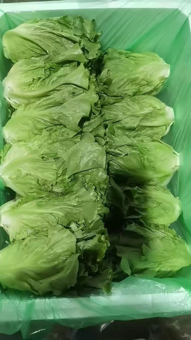 湖北枝江精品生菜，大量新鲜现货速发，产品保质保量欢迎选购