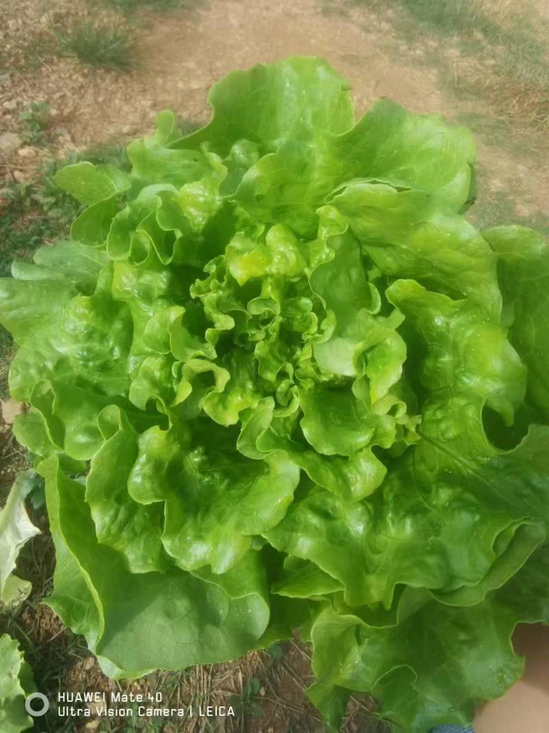 湖北枝江精品生菜，大量新鲜现货速发，产品保质保量欢迎选购