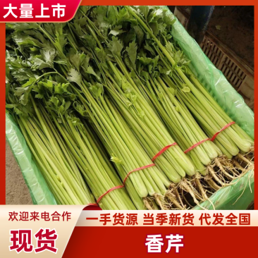 精品芹菜，大量现货速发，产品保质保量欢迎老板选购