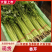 精品芹菜，大量现货速发，产品保质保量欢迎老板选购