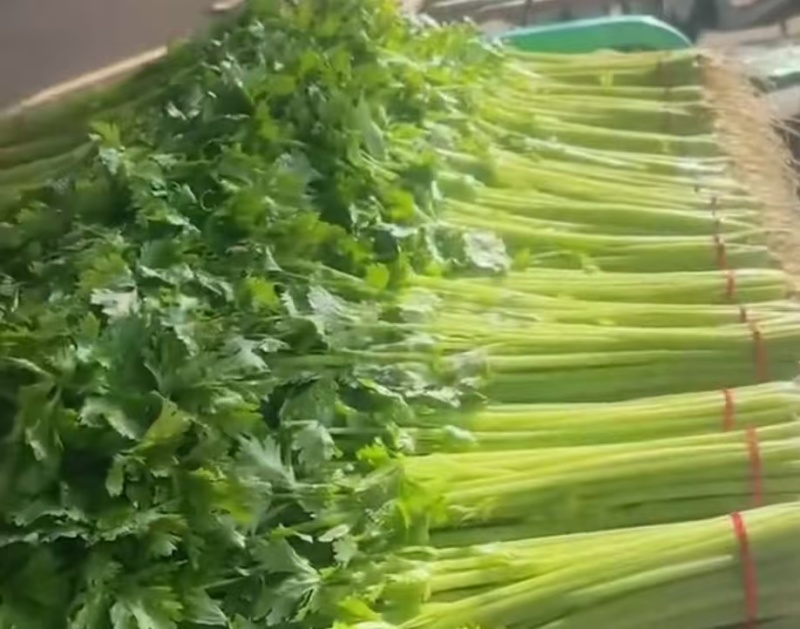 精品芹菜，大量现货速发，产品保质保量欢迎老板选购