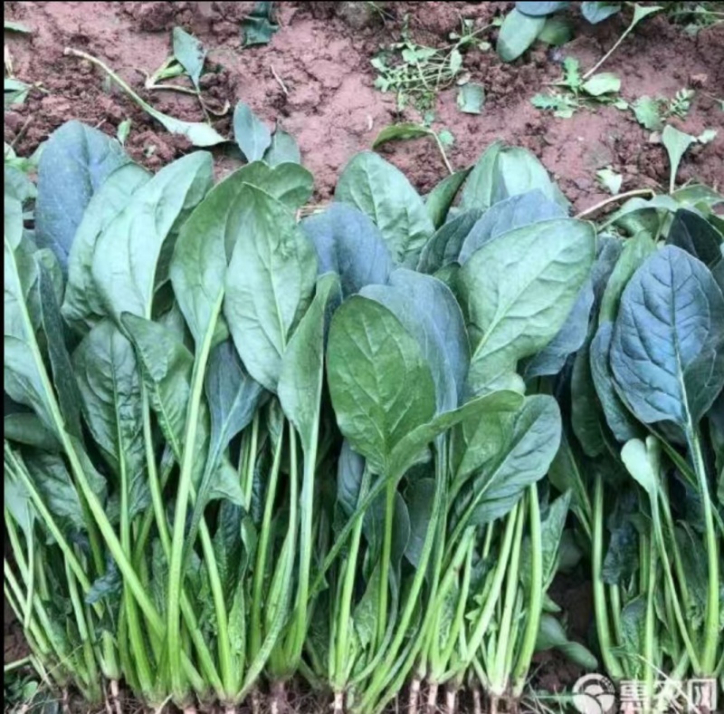 精品菠菜，大量现货速发，产品保质保量欢迎老板选购