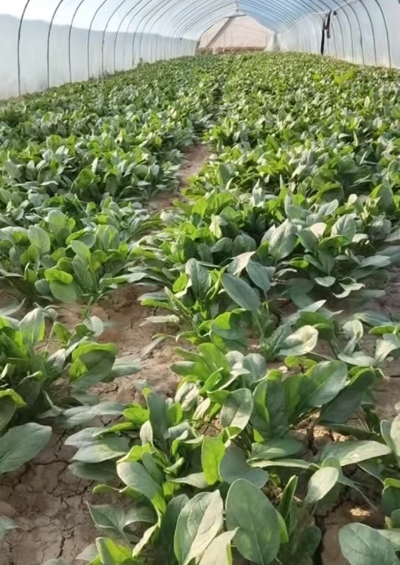 精品菠菜，大量现货速发，产品保质保量欢迎老板选购