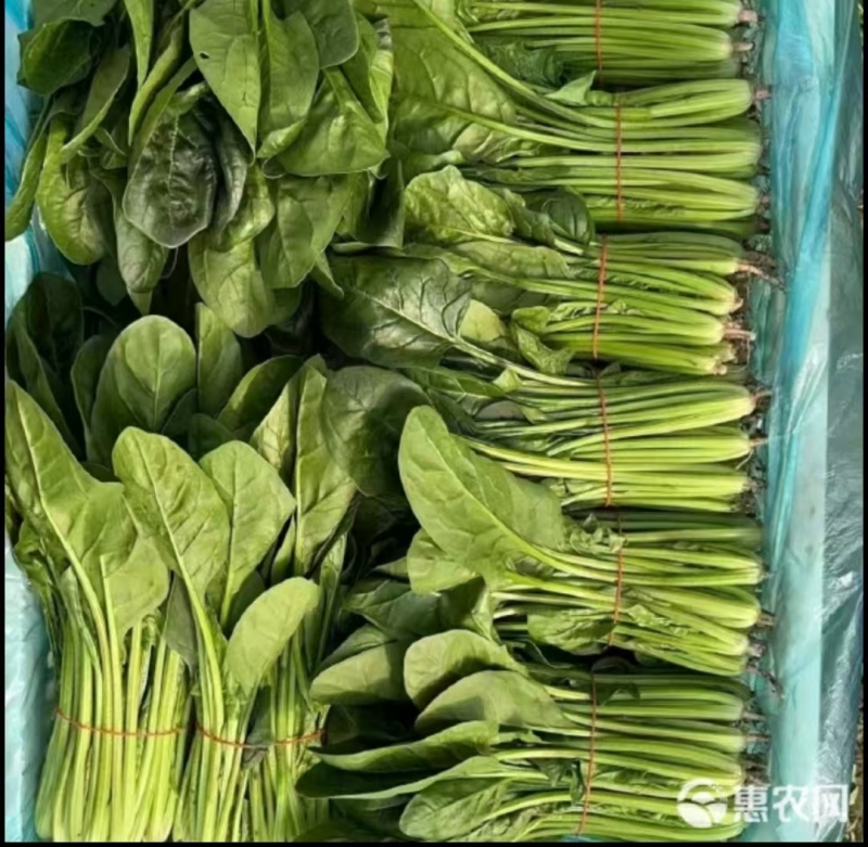 精品菠菜，大量现货速发，产品保质保量欢迎老板选购