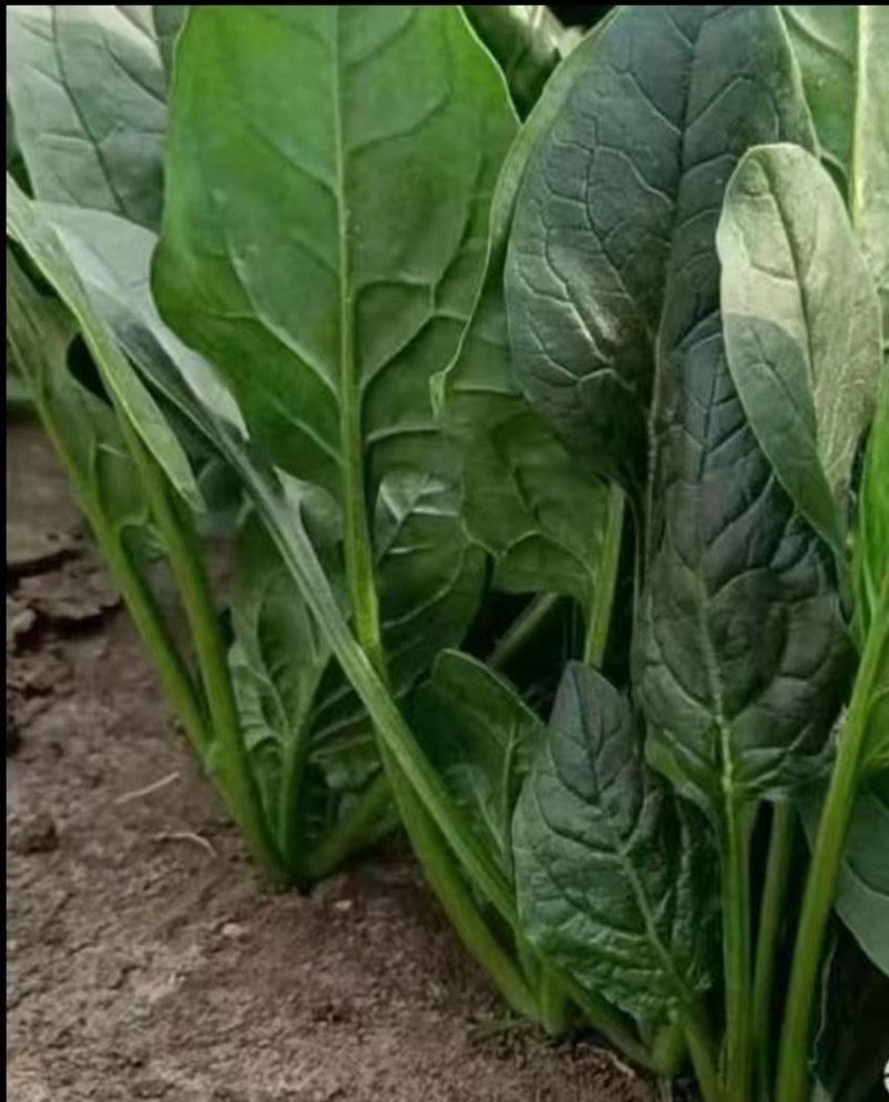 精品菠菜，大量现货速发，产品保质保量欢迎老板选购