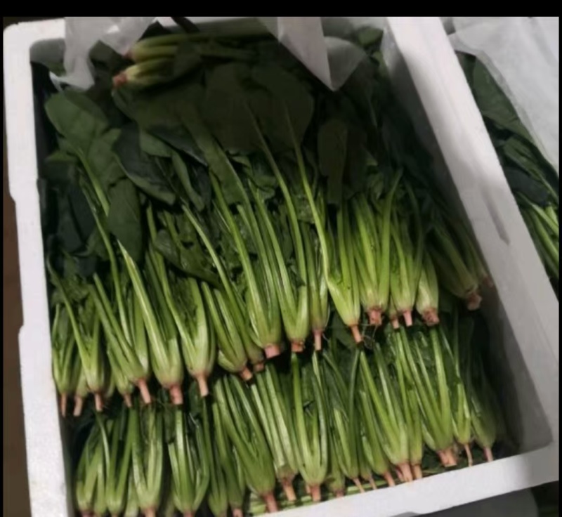 精品菠菜，大量现货速发，产品保质保量欢迎老板选购