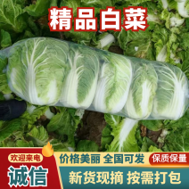 精品大白菜，大量现货速发，产品保质保量欢迎老板选购