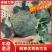 精品西兰花，大量现货速发，产品保质保量欢迎老板选购