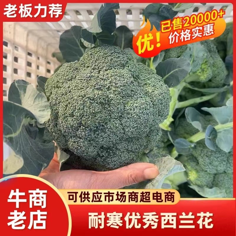 精品西兰花，大量现货速发，产品保质保量欢迎老板选购