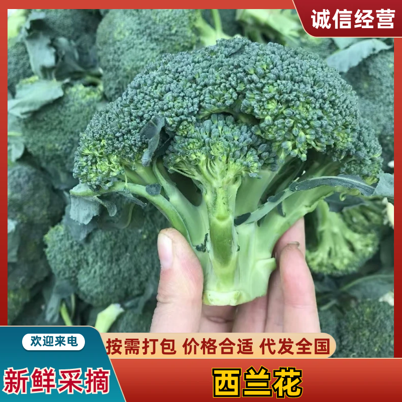 精品西兰花，大量现货速发，产品保质保量欢迎老板选购