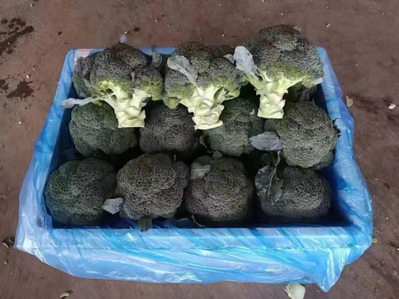精品西兰花，大量现货速发，产品保质保量欢迎老板选购