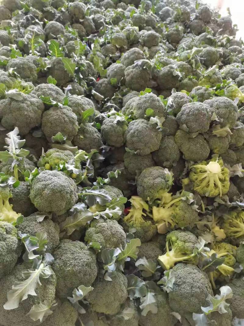精品西兰花，大量现货速发，产品保质保量欢迎老板选购