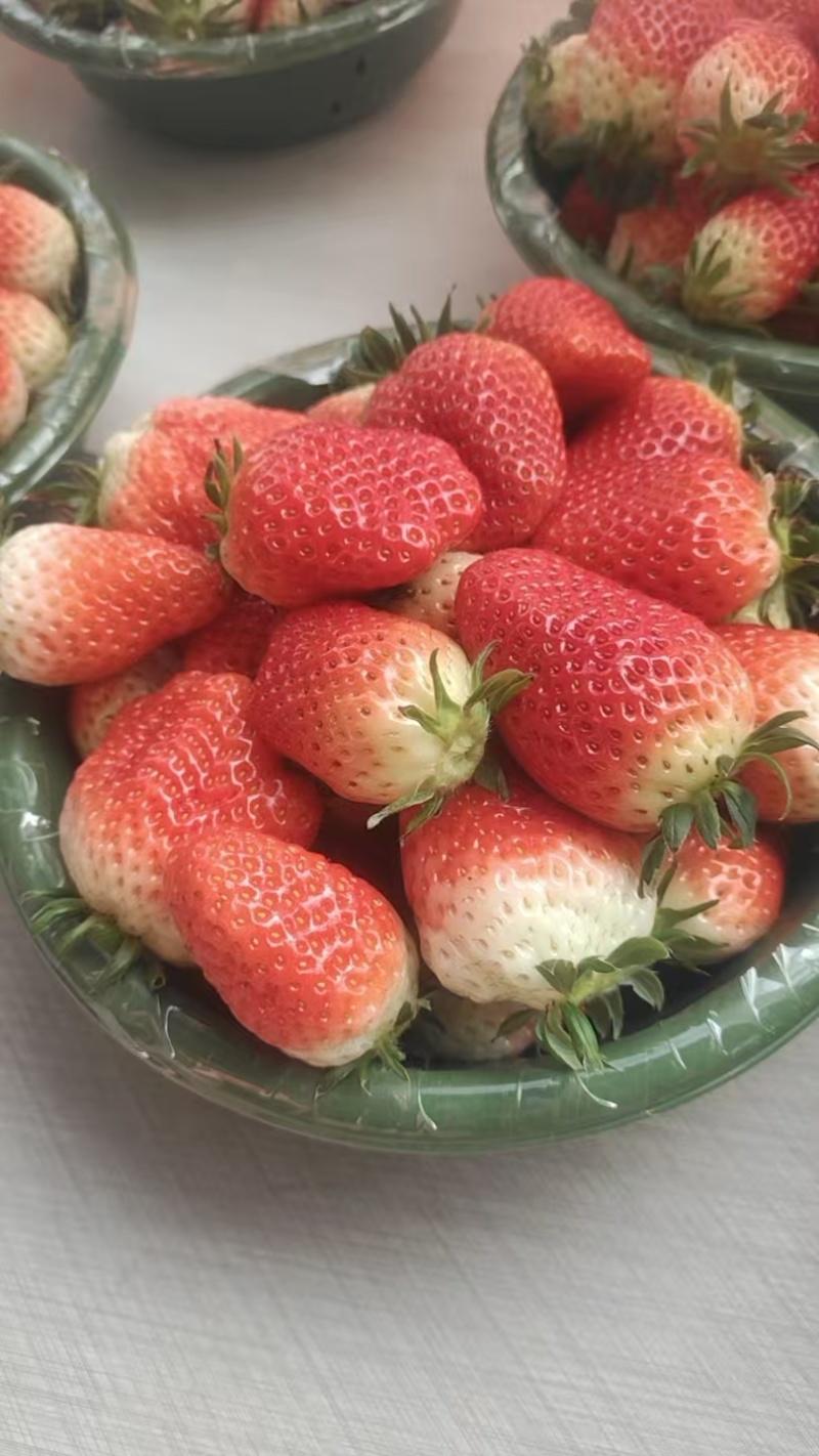 陕西精品奶油草莓大量上市产地直发价格优惠欢迎来电
