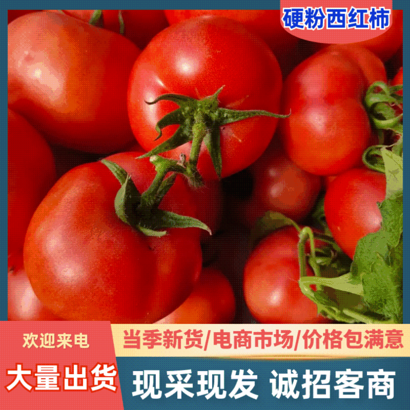 【江苏西红柿】东海硬粉西红柿/对接全网商超社区一件批发价