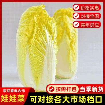 《畅销娃娃菜》电商社团市场商超外贸出口，农户一手货