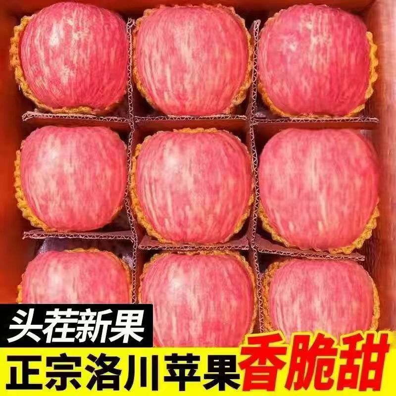 陕西洛川精品红富士苹果一手货源、保质保量
