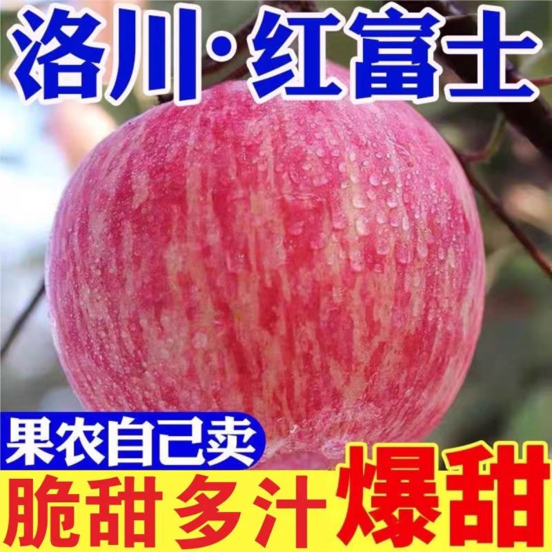 陕西洛川精品红富士苹果一手货源、保质保量