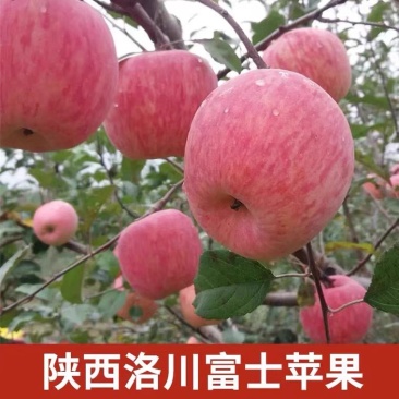 陕西洛川精品红富士苹果一手货源、保质保量