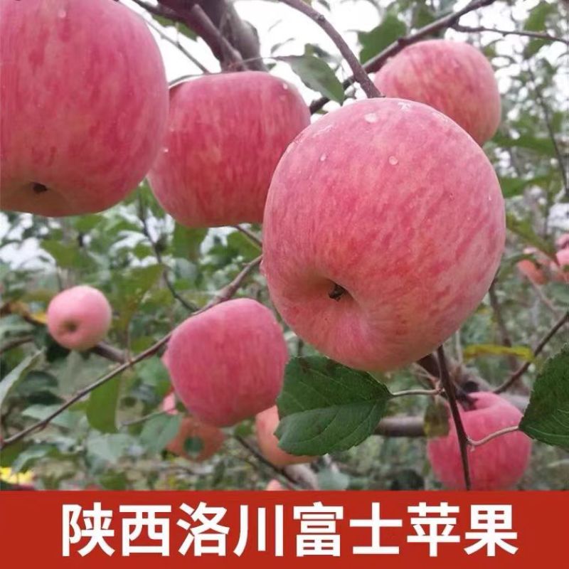 陕西洛川精品红富士苹果一手货源、保质保量