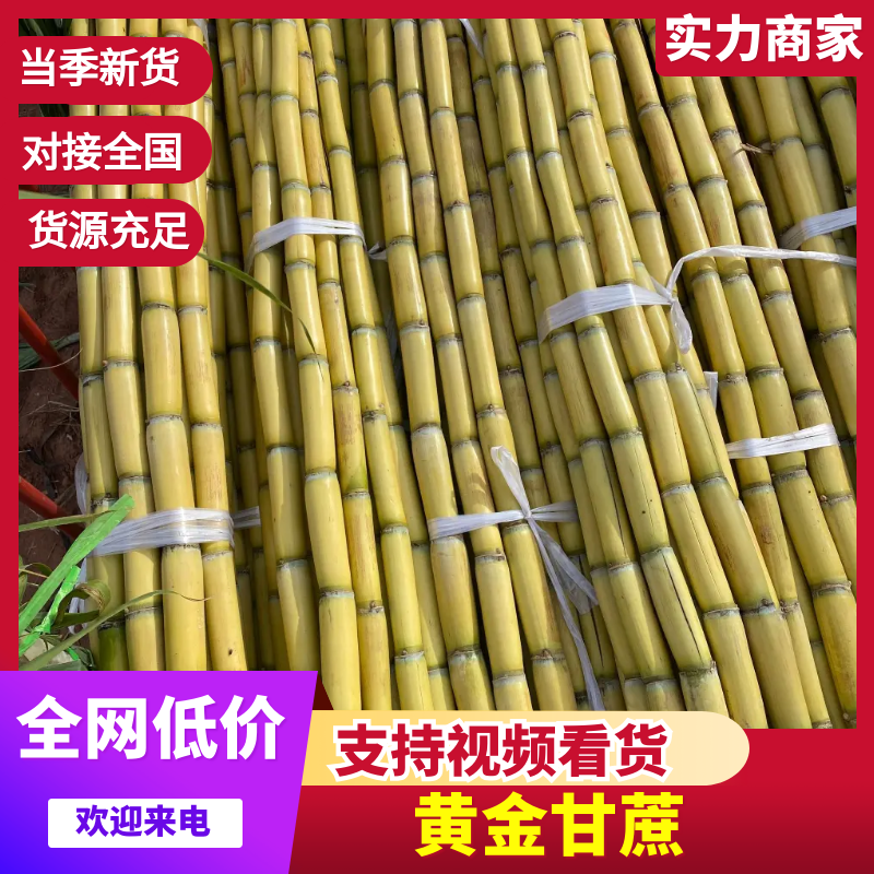 黄皮甘蔗，一手货源，品质保证，诚信经营，可对接电商社区团