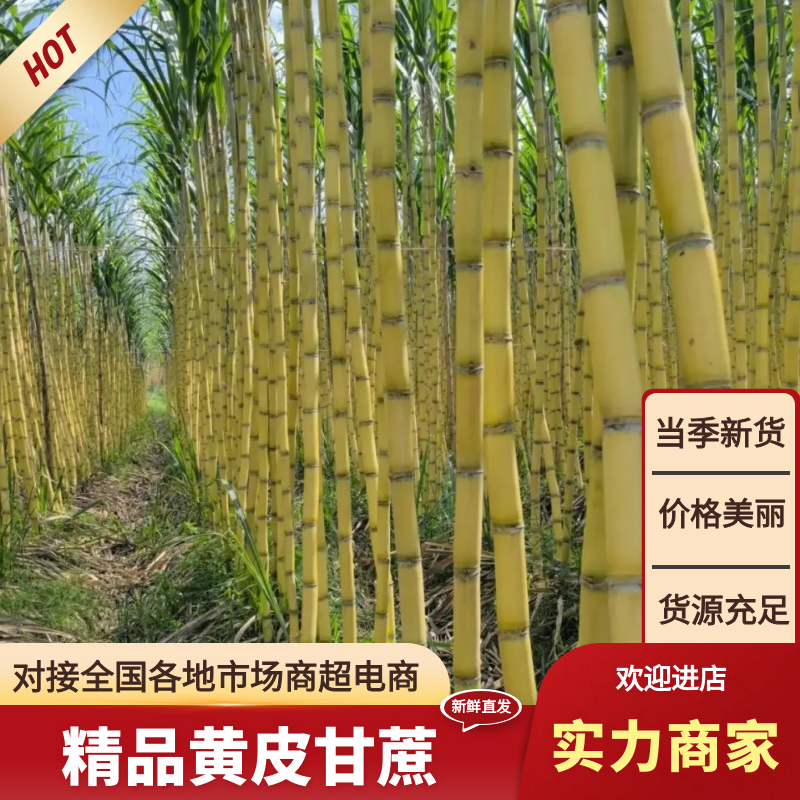 云南精品黄金甘蔗大量上市，产地直发，全国供货，可视频看货