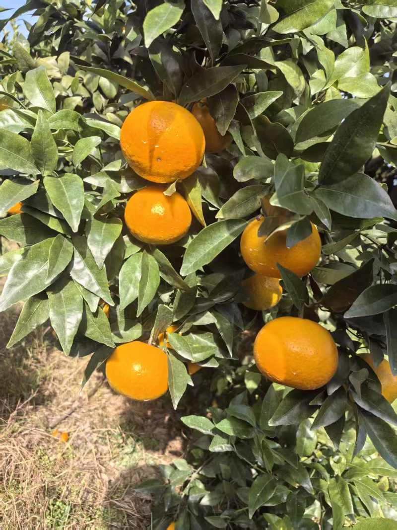 广西沃柑柑桔兴安沃柑产地直发皮薄多汁量大优惠