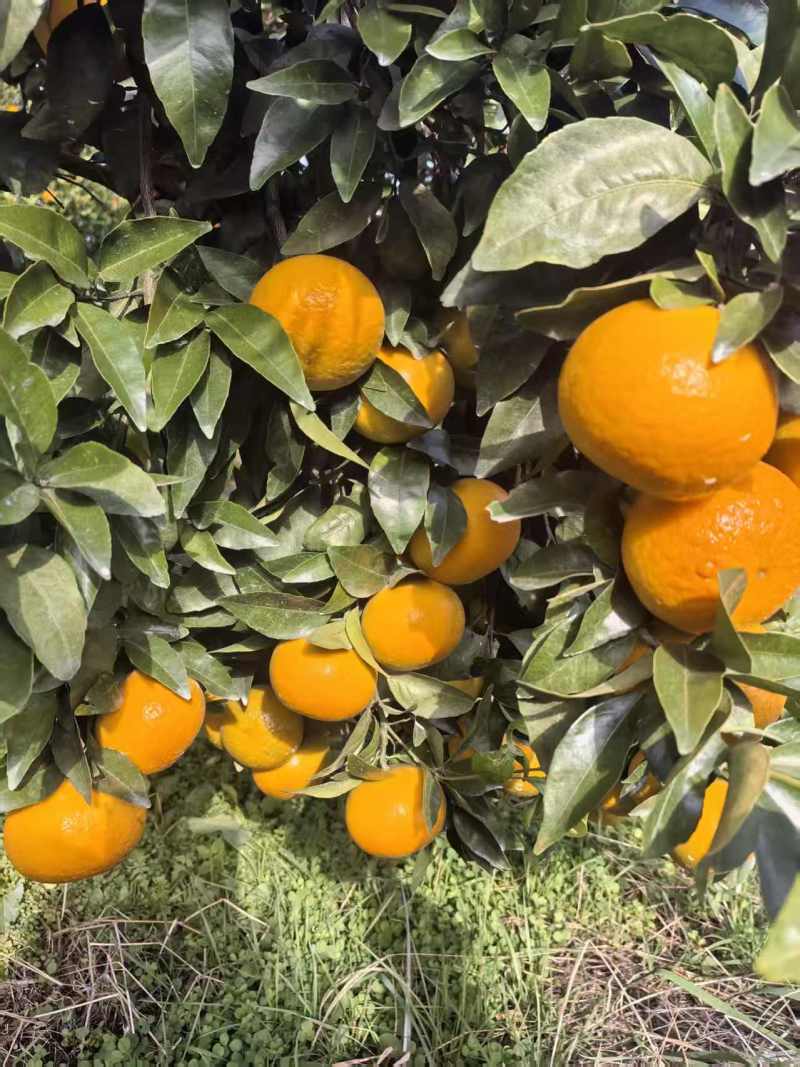 广西沃柑柑桔兴安沃柑产地直发皮薄多汁量大优惠