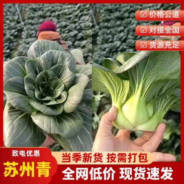 青埂苏州青矮脚菜上市中大量供应市场电商平台