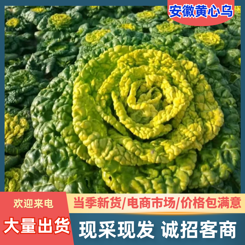 精品黄心乌又称乌塌菜产地安徽怀远量大优惠质量保证