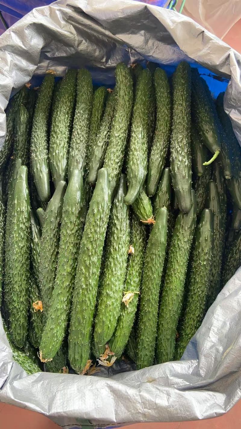 密刺黄瓜大棚黄瓜，基地直供精品发货质量保证