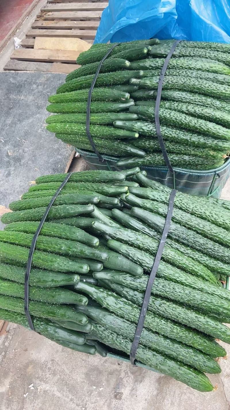 密刺黄瓜大棚黄瓜，基地直供精品发货质量保证