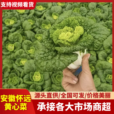 怀远县精品黄心菜一手货源批发品质保证价格美丽欢迎合作！