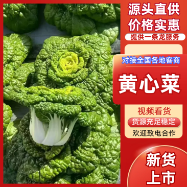 大棚黄心菜上市天然口感好黄心菜量大从优一手货源欢迎您来电