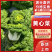 大棚黄心菜上市天然口感好黄心菜量大从优一手货源欢迎您来电