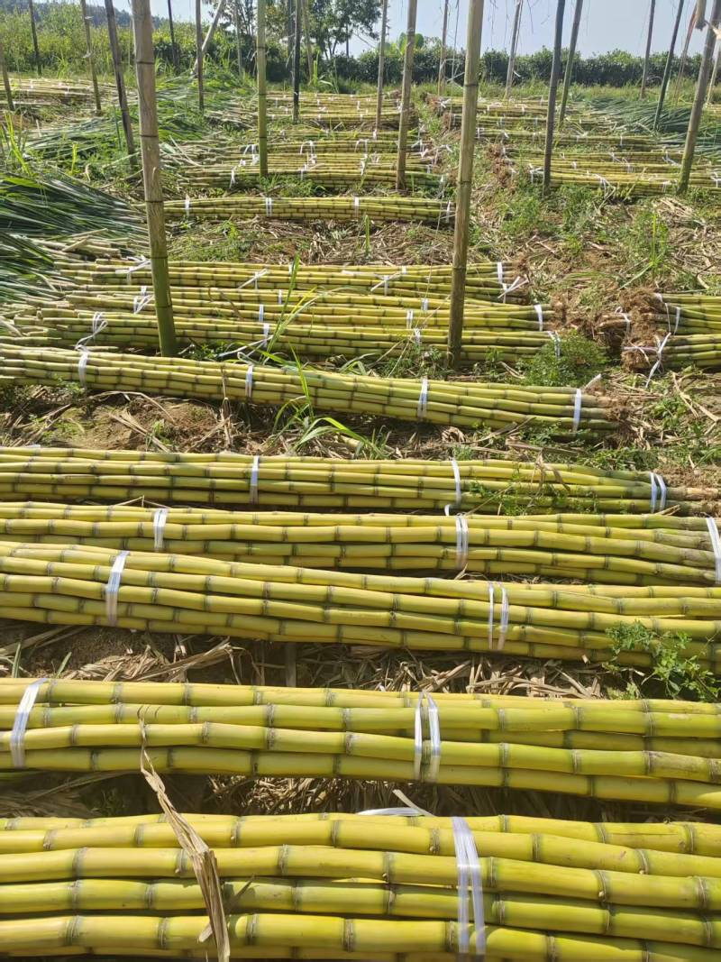 热卖推荐黄皮甘蔗产地实力代收代办质优价廉全国发货