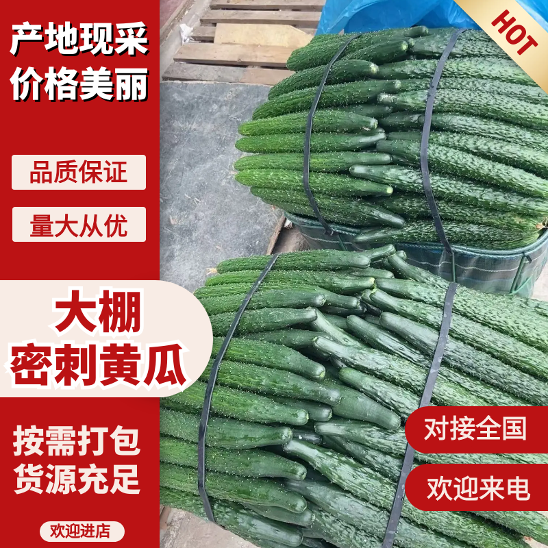 密刺黄瓜诚信经营价格合理电话联系对接市场档口欢迎下单