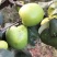 云南优质苹果枣牛奶枣鲜甜多汁千亩种植基地直发