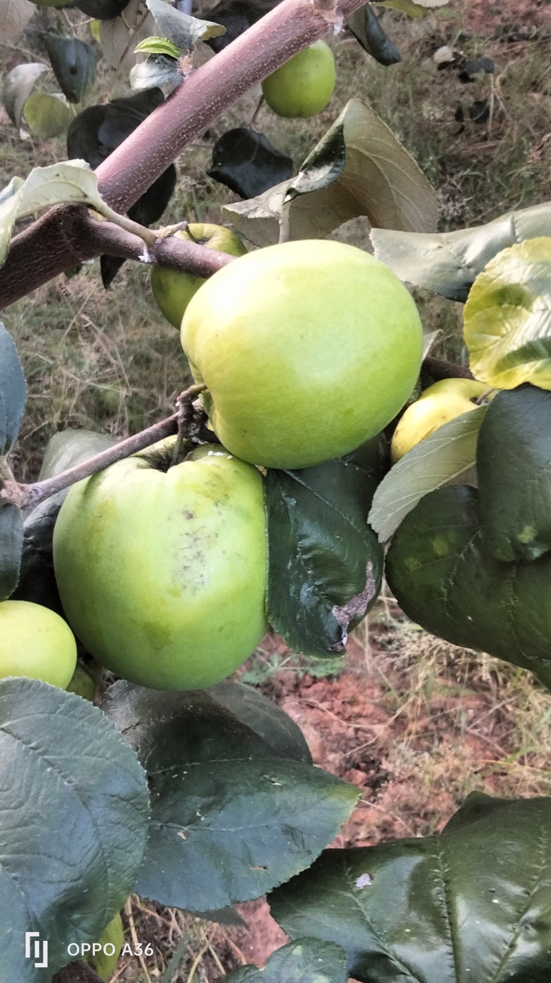 云南优质苹果枣牛奶枣鲜甜多汁千亩种植基地直发