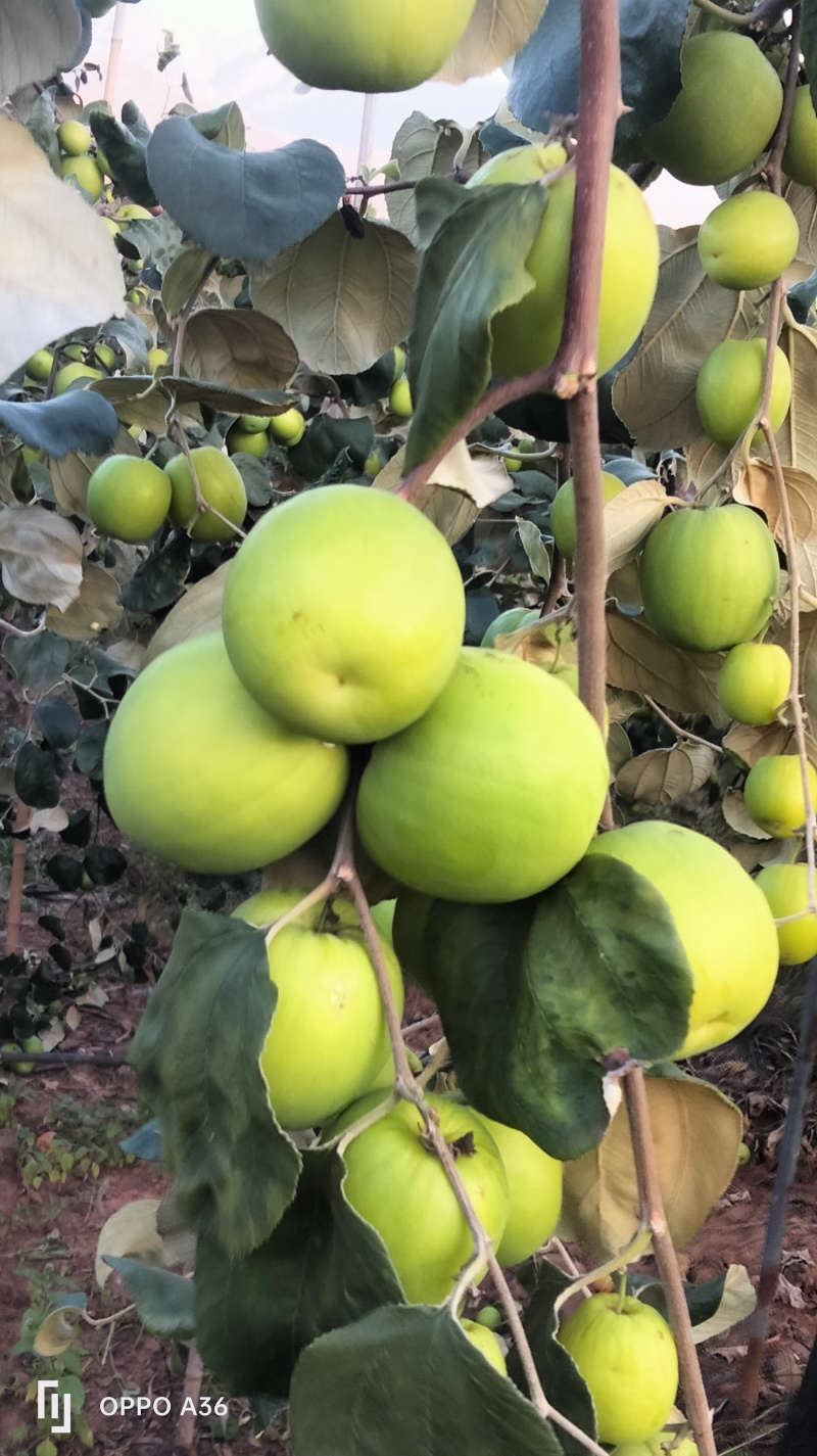 云南优质苹果枣牛奶枣鲜甜多汁千亩种植基地直发
