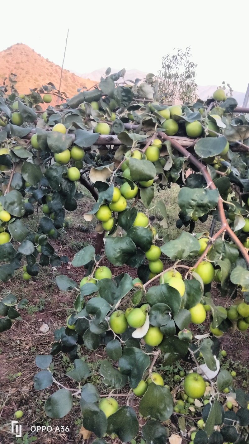 云南优质苹果枣牛奶枣鲜甜多汁千亩种植基地直发