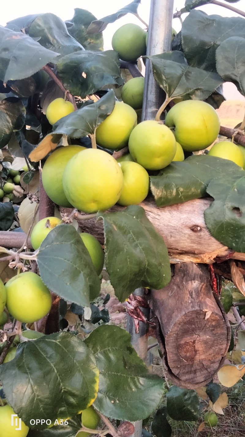 云南优质苹果枣牛奶枣鲜甜多汁千亩种植基地直发