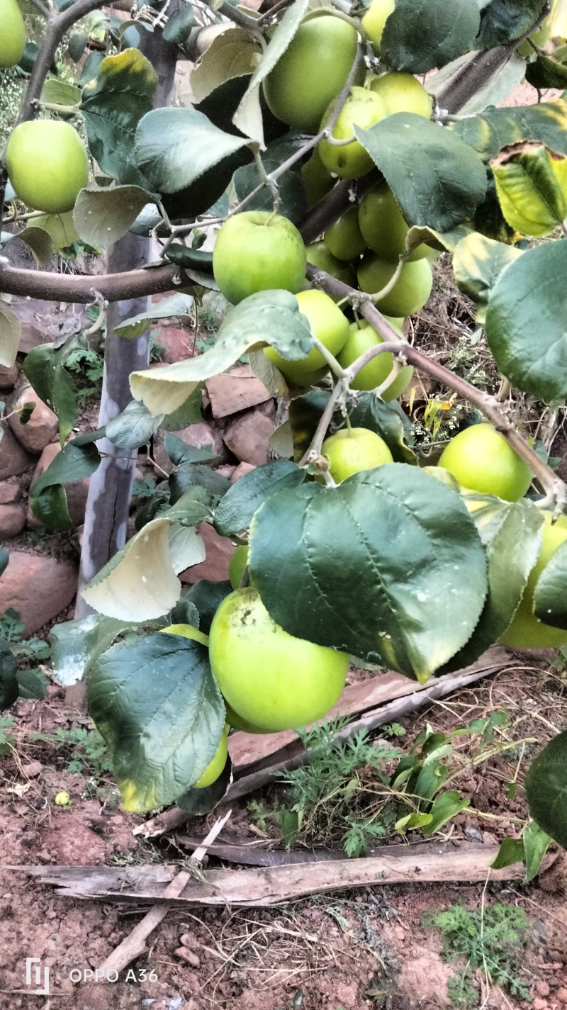 云南优质苹果枣牛奶枣鲜甜多汁千亩种植基地直发