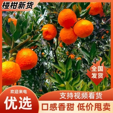 自贡荣县椪柑果色靓丽口感好汁水丰富按需求分拣满意为止接电商
