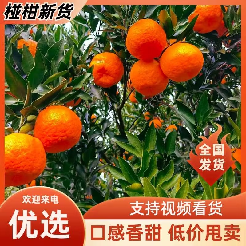 自贡荣县椪柑果色靓丽口感好汁水丰富按需求分拣满意为止接电商